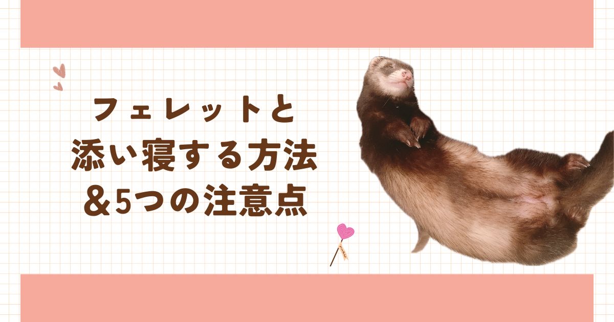 フェレットと添い寝する方法と注意点